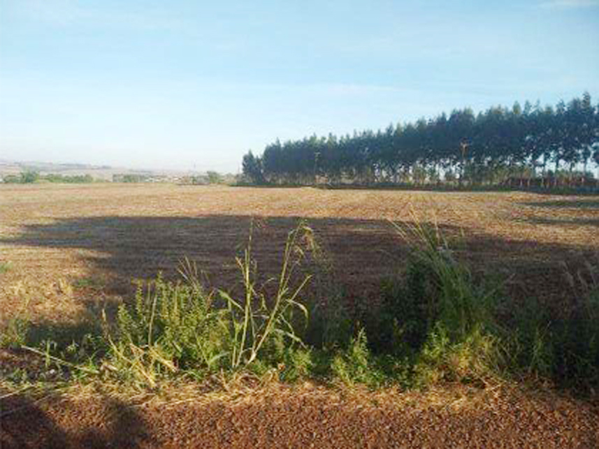 Imagem 5 do Leilão de Terreno - Jardim Paraná - Assis Chateaubriand/PR