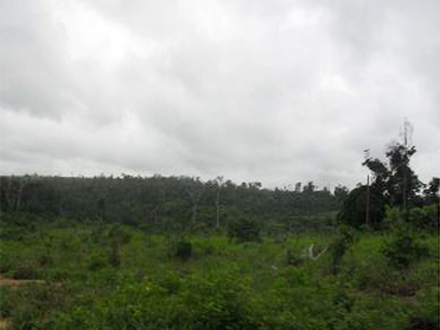 Imagem 2 do Leilão de Área Rural - Zona Rural - Centro Novo do Maranhão/MA