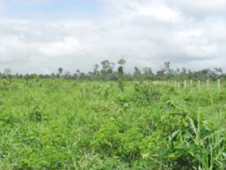 Imagem 5 do Leilão de Área Rural - Zona Rural - Centro Novo do Maranhão/MA