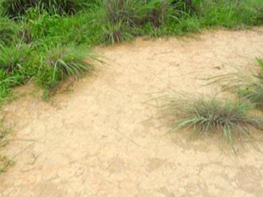 Imagem 3 do Leilão de Área Rural - Zona Rural - Centro Novo do Maranhão/MA