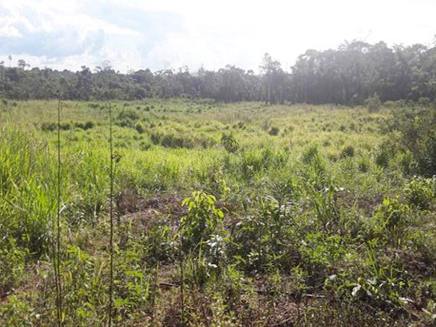 Imagem 4 do Leilão de Terreno - Bela Vista - Novo Progresso/PA