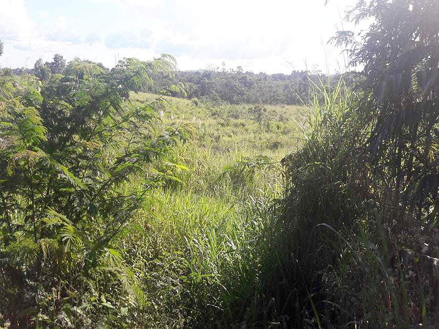 Imagem 1 do Leilão de Terreno - Bela Vista - Novo Progresso/PA