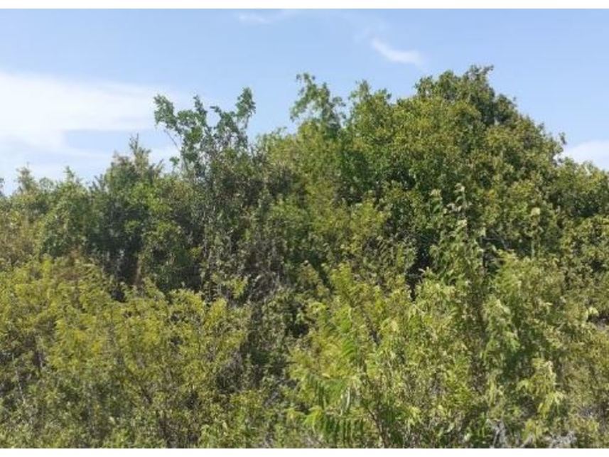 Imagem 2 do Leilão de Terreno - Bravim - Fortim/CE