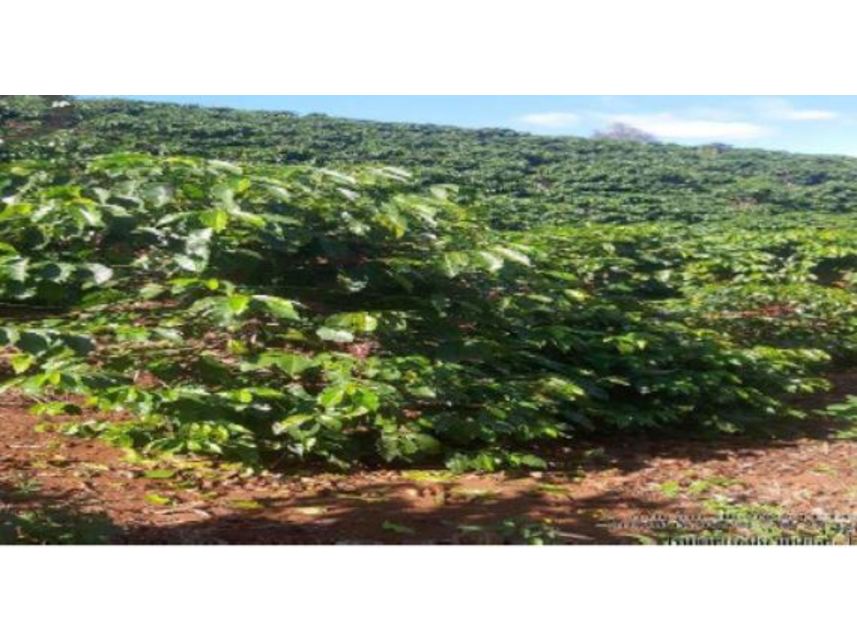 Imagem 6 do Leilão de Área Rural - Zona Rural - Bom Sucesso/MG