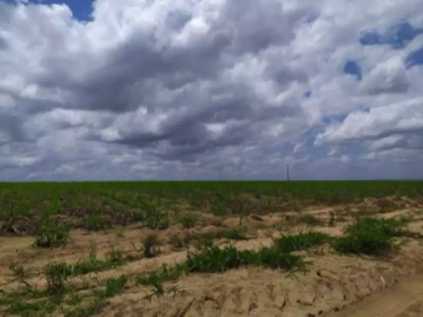 Imagem 5 do Leilão de Fazenda - Fazenda São José - Mamanguape/PB