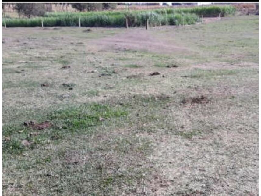 Imagem 5 do Leilão de Área Rural - Córrego da Porteira - Urânia/SP
