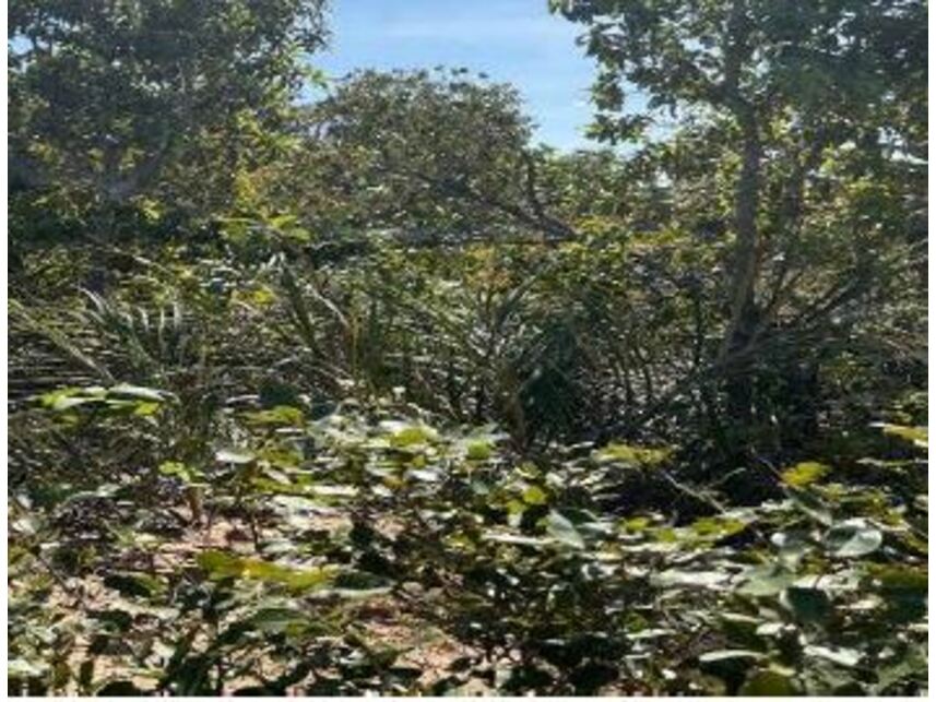 Imagem 10 do Leilão de Área Rural - Zona Rural - Cocos/BA