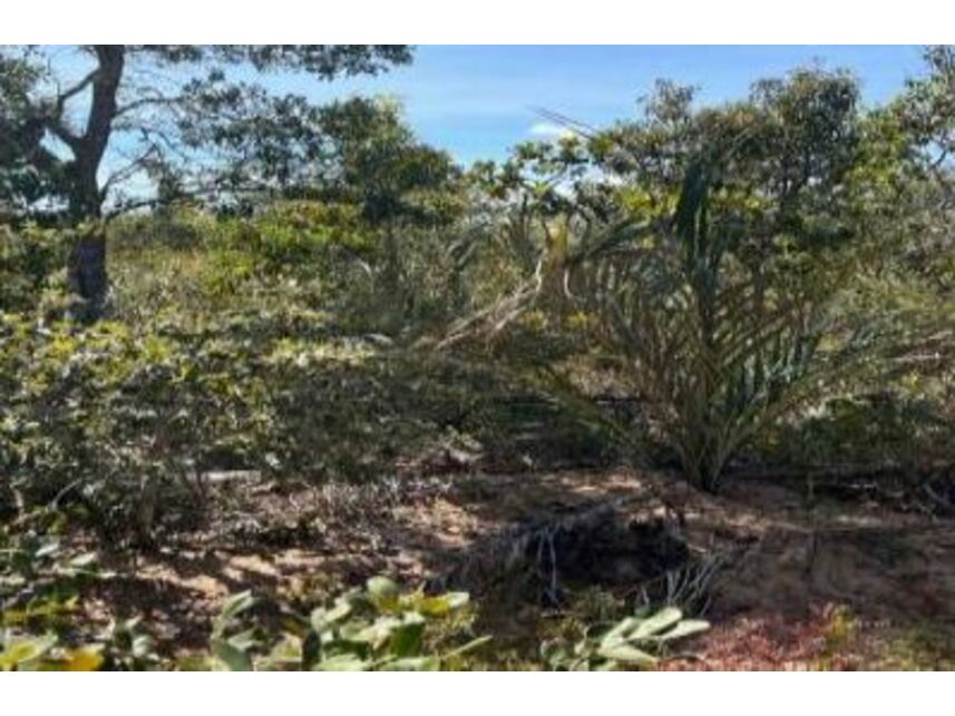 Imagem 8 do Leilão de Área Rural - Zona Rural - Cocos/BA