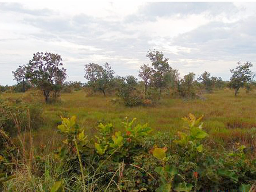 Imagem 1 do Leilão de Área Rural - Cocalinho - Barra do Garças/MT