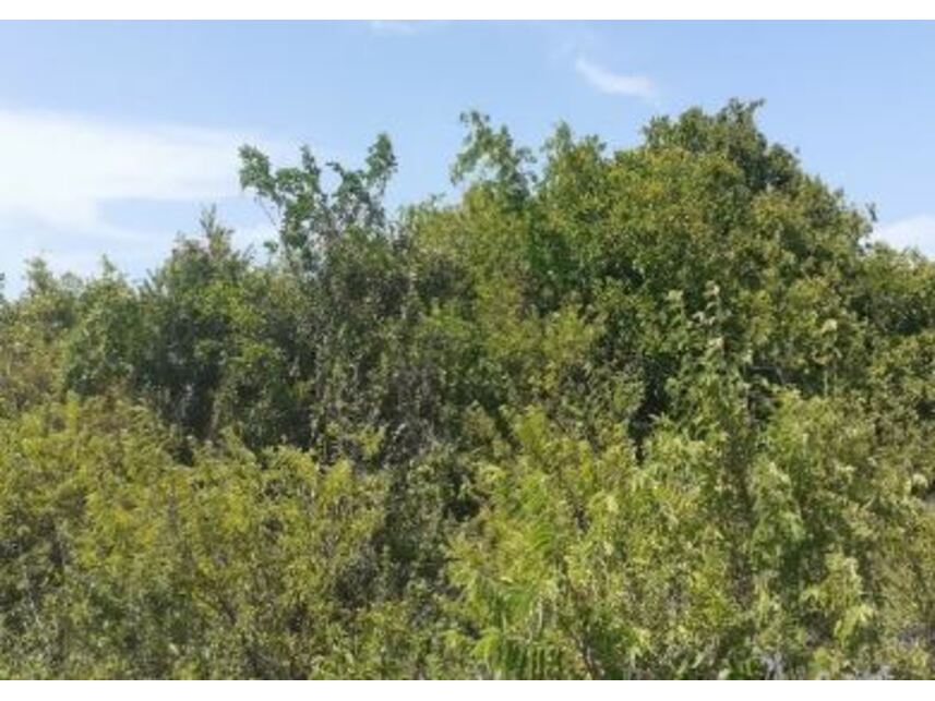 Imagem 2 do Leilão de Terreno - Brisa do Pontal - Fortim/CE