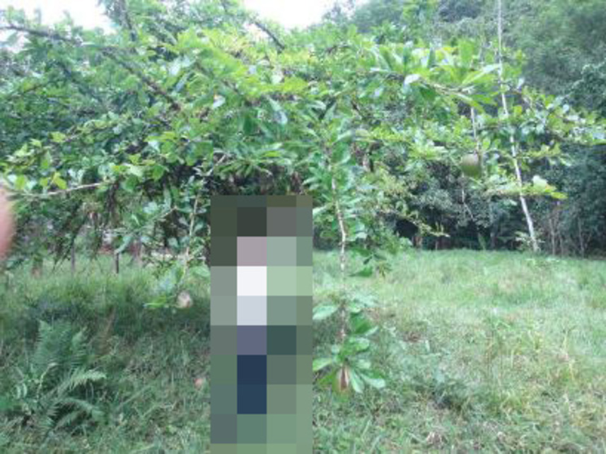 Imagem 4 do Leilão de Área Rural - Vargem Grande - Silva Jardim/RJ
