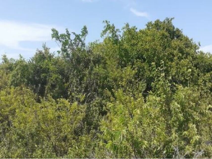 Imagem 2 do Leilão de Terreno - Bravim - Fortim/CE