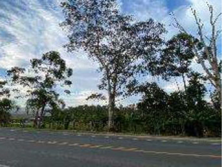 Imagem 6 do Leilão de Terrenos - Coloninha Zilli - Criciúma/SC