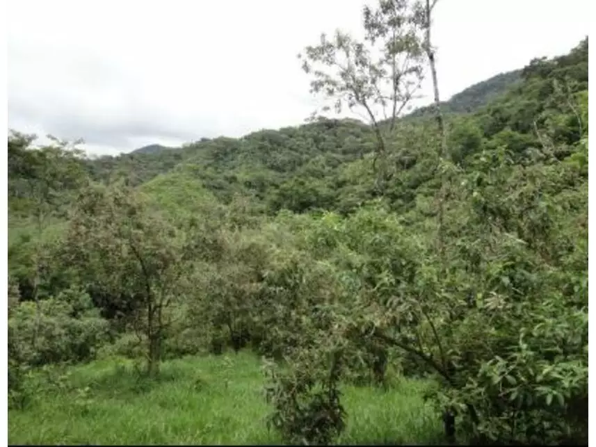 Imagem 5 do Leilão de Área Rural - Vargem Grande - Silva Jardim/RJ