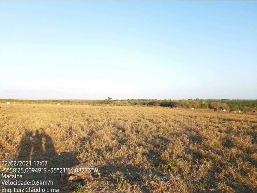 Imagem 7 do Leilão de Área Rural - Curralinho - Macaíba/RN