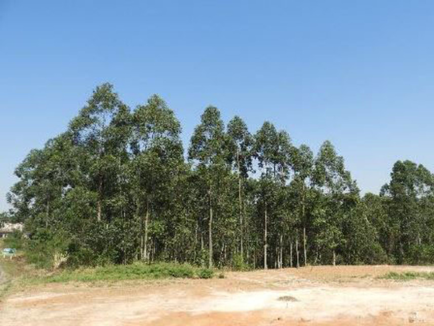 Imagem 2 do Leilão de Terrenos - Coloninha Zilli - Criciúma/SC