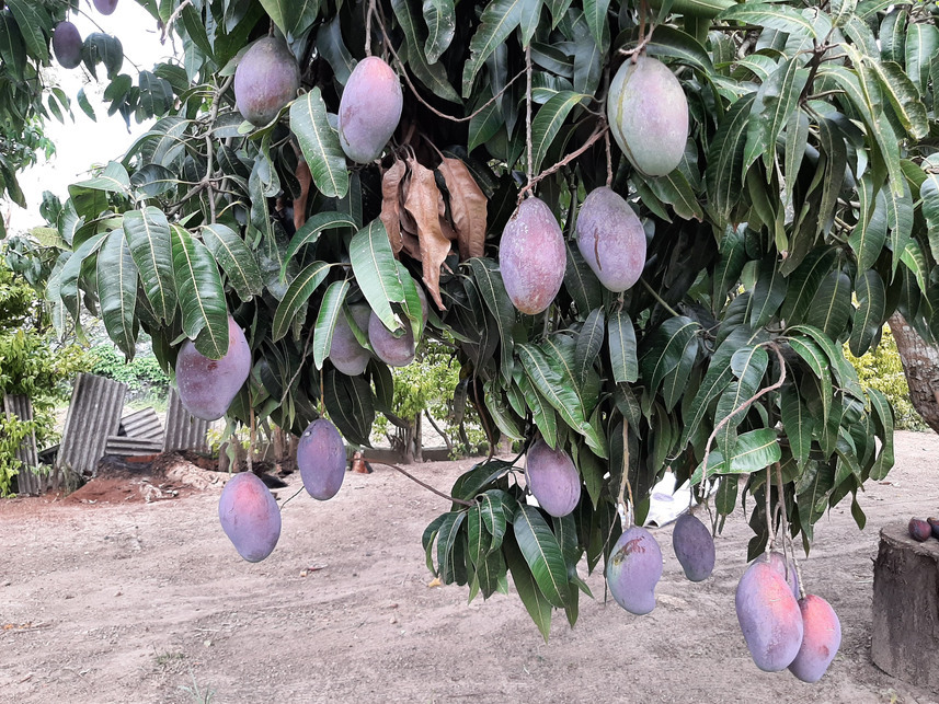 Imagem 13 do Leilão de Sítio - Jundiacanga - Araçoiaba da Serra/SP