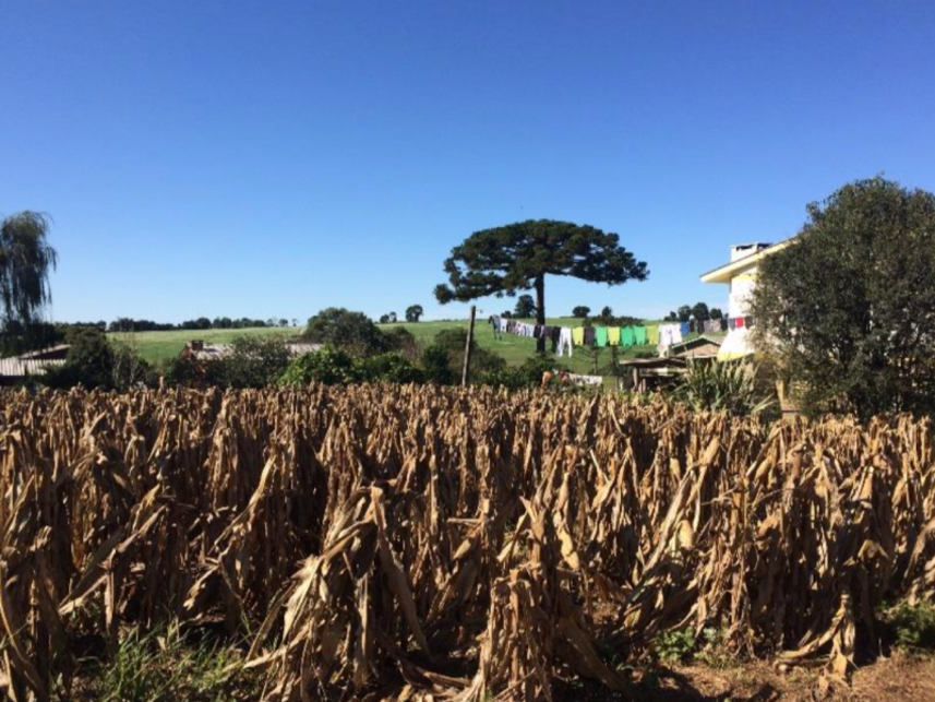 Imagem 6 do Leilão de Terreno - Centro - Gentil/RS