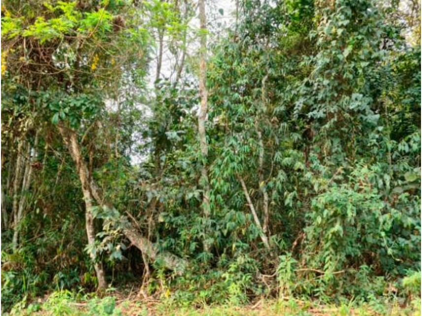 Imagem 2 do Leilão de Terreno - Fazenda Capelinha - Mogi das Cruzes/SP