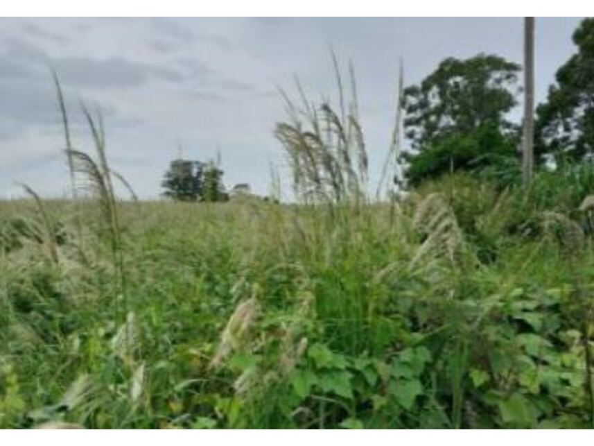 Imagem 3 do Leilão de Área Rural - Maristela - Laranjal Paulista/SP