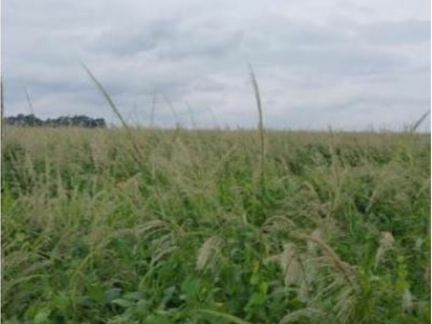 Imagem 4 do Leilão de Área Rural - Maristela - Laranjal Paulista/SP