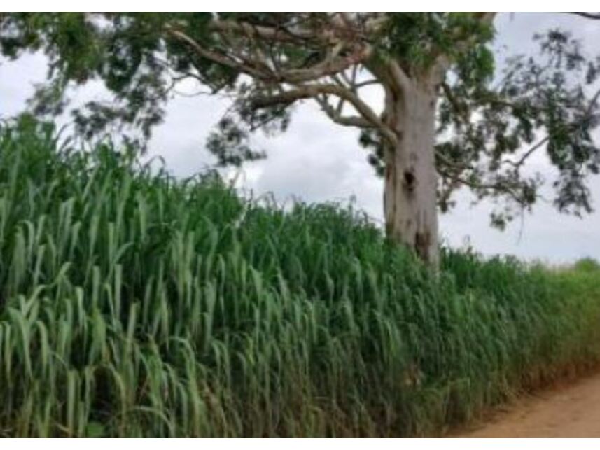 Imagem 2 do Leilão de Área Rural - Maristela - Laranjal Paulista/SP