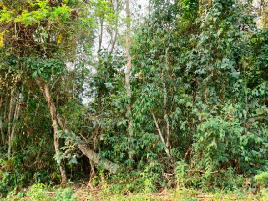 Imagem 2 do Leilão de Terreno - Fazenda Capelinha - Mogi das Cruzes/SP