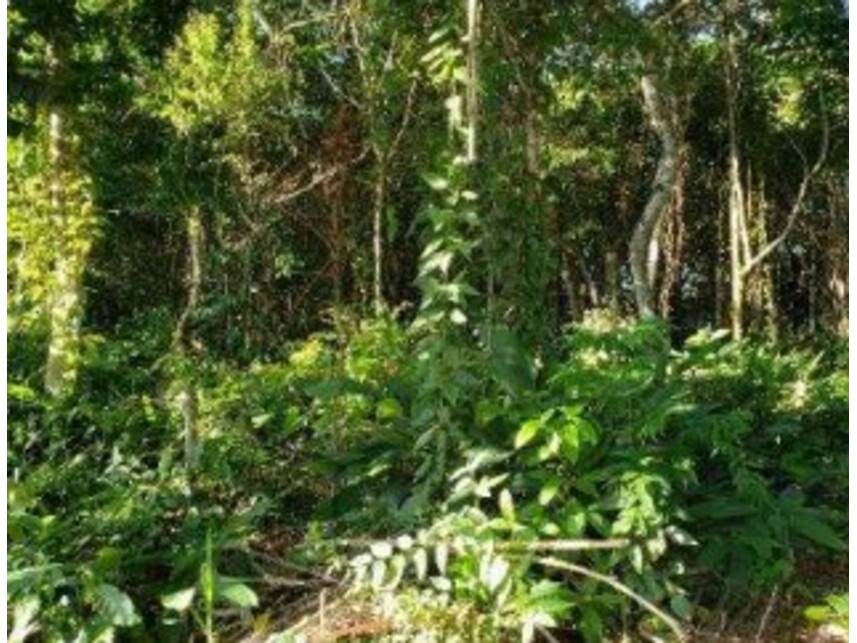 Imagem 5 do Leilão de Terreno - Trancoso - Porto Seguro/BA