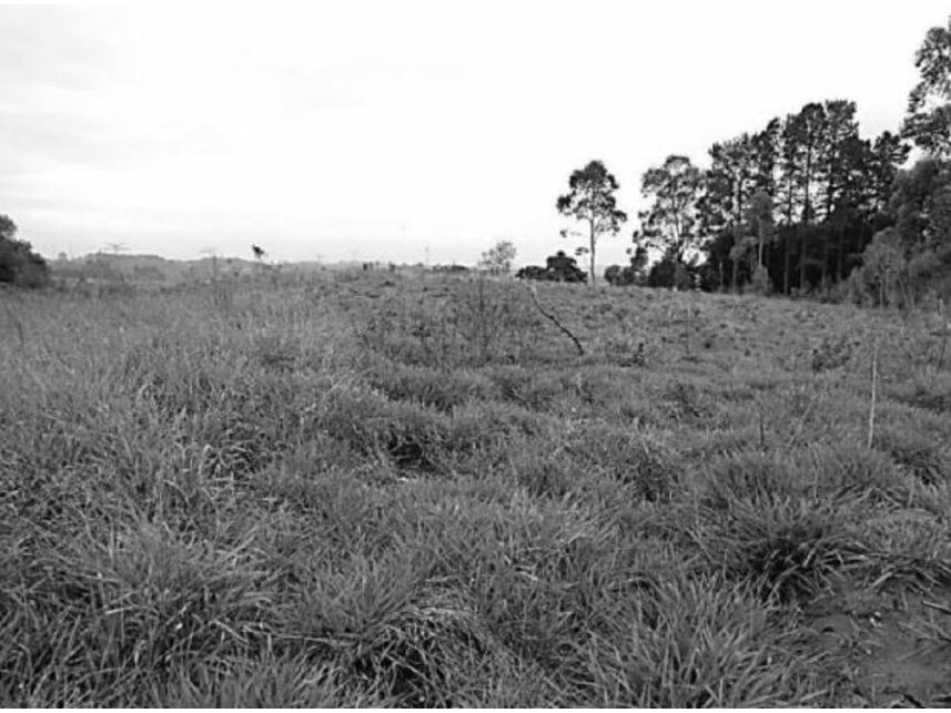 Imagem 3 do Leilão de Terreno - dos Pintos - Ibiúna/SP