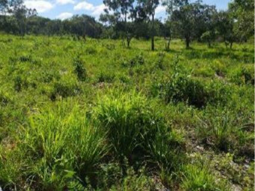 Imagem 4 do Leilão de Área Rural - Zona Rural - Januária/MG