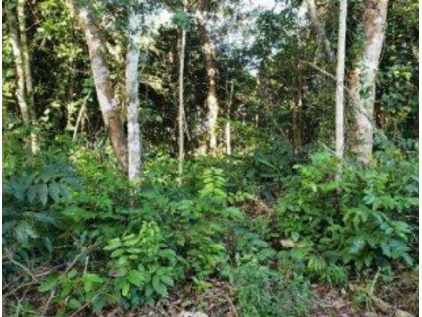 Imagem 4 do Leilão de Terreno - Trancoso - Porto Seguro/BA