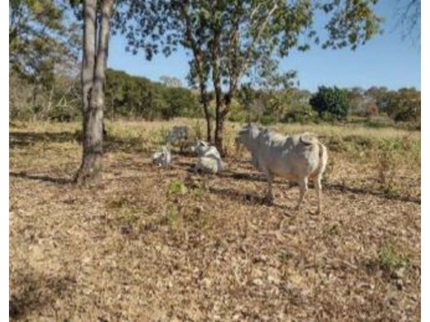 Imagem 6 do Leilão de Área Rural - Zona Rural - Januária/MG