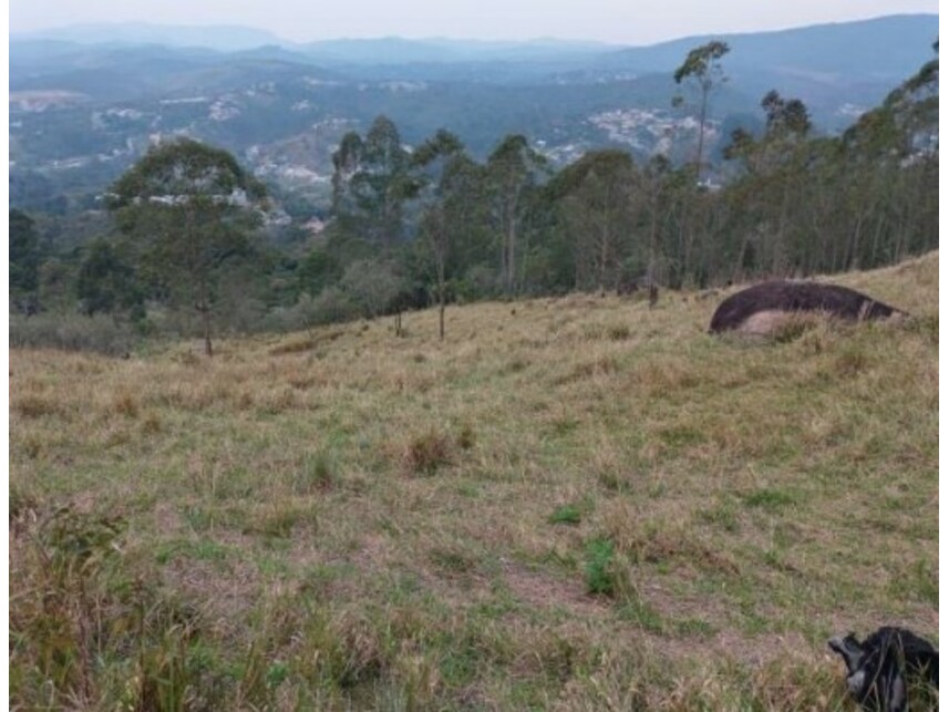 Imagem 35 do Leilão de Área Rural - Olho Dágua - Mairiporã/SP