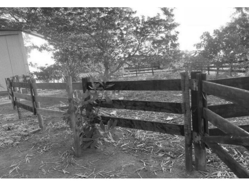 Imagem 9 do Leilão de Chácara - Zona Rural - São José dos Quatro Marcos/MT