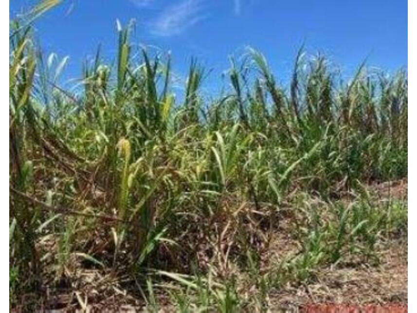 Imagem 4 do Leilão de Área Rural - Zona Rural - Jaboti/PR