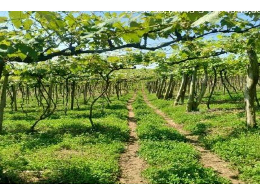 Imagem 2 do Leilão de Área Rural - Zona Rural - Cotiporã/RS