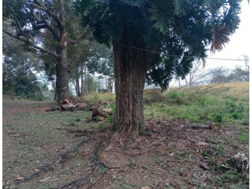 Imagem 8 do Leilão de Terreno - Olho Dágua - Mairiporã/SP