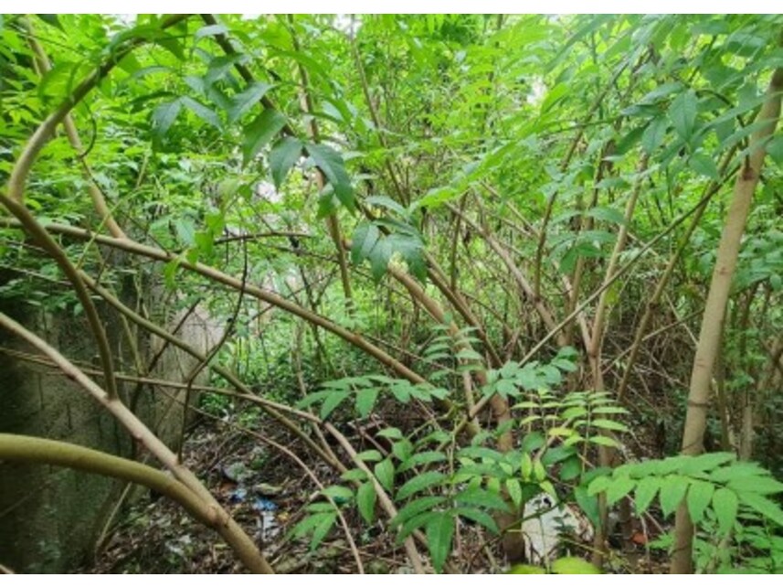 Imagem 4 do Leilão de Terreno - Jardim Textil - São Paulo/SP