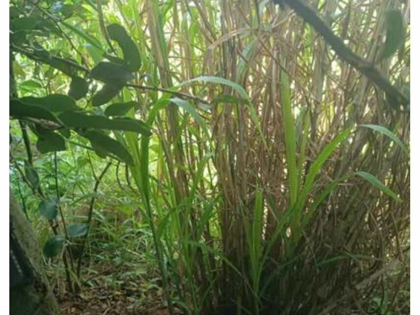 Imagem 2 do Leilão de Terreno - Moinho Velho - Cotia/SP