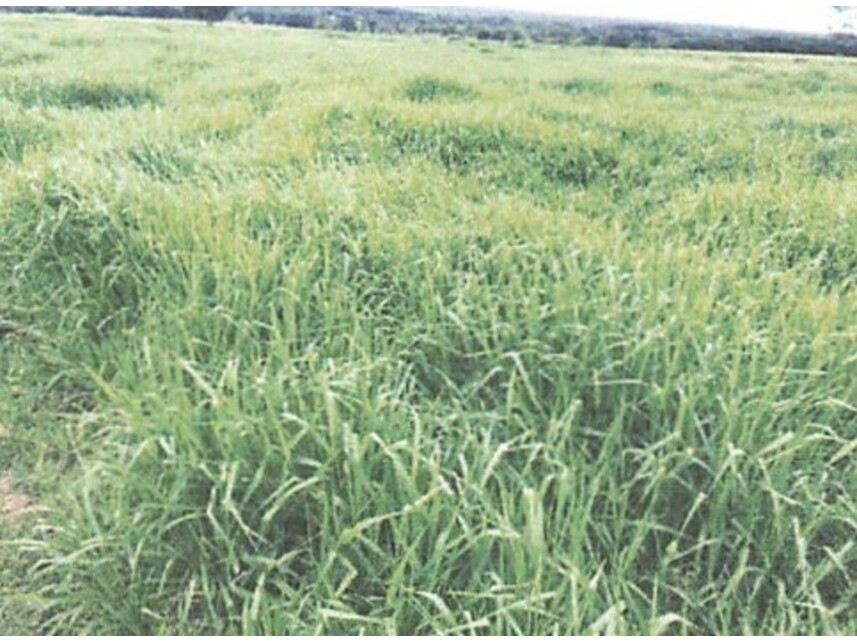 Imagem 6 do Leilão de Fazenda - Zona Rural - Rondon do Pará/PA