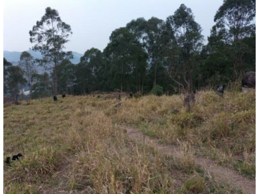 Imagem 19 do Leilão de Terreno - Olho Dágua - Mairiporã/SP