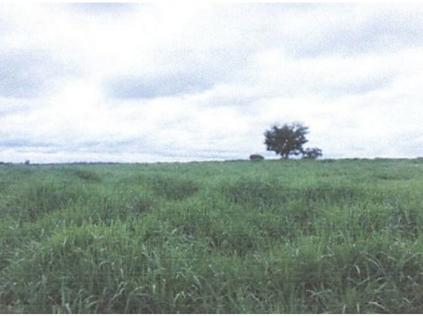 Imagem 4 do Leilão de Fazenda - Zona Rural - Rondon do Pará/PA