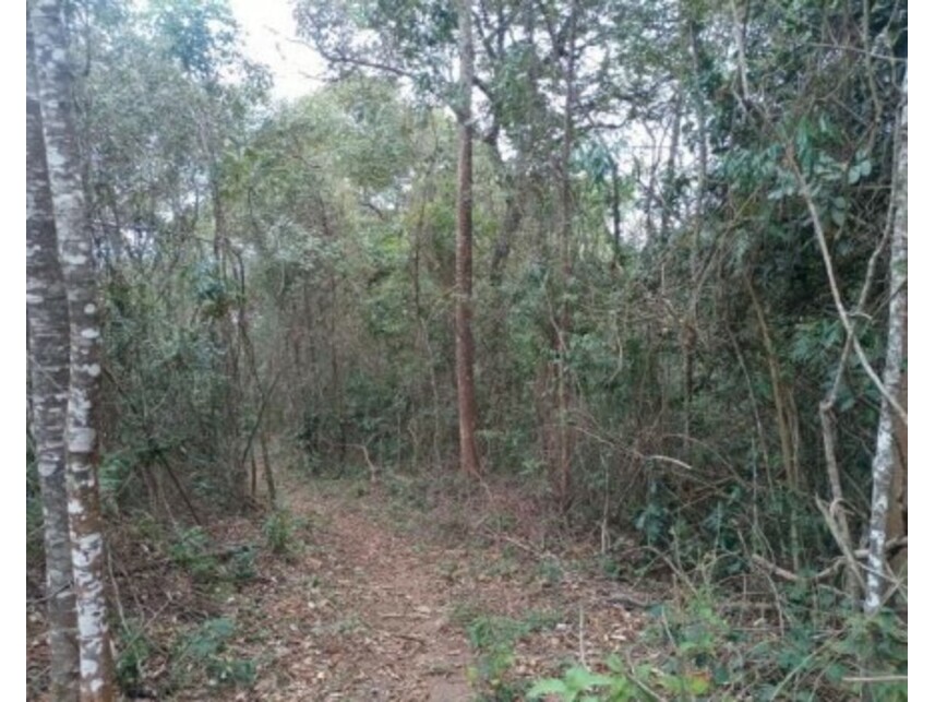 Imagem 9 do Leilão de Terreno - Olho Dágua - Mairiporã/SP