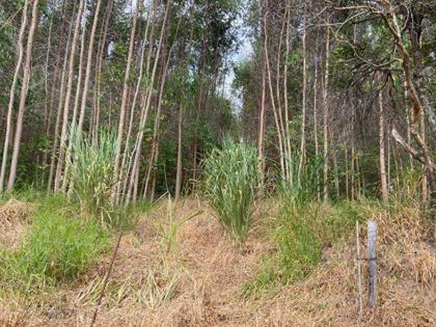 Imagem 3 do Leilão de Área Rural - Boa Vista - Atibaia/SP