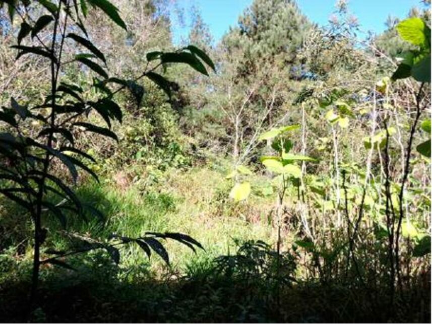 Imagem 13 do Leilão de Terreno c/benfeitorias - Aldeinha - Itapecerica da Serra/SP