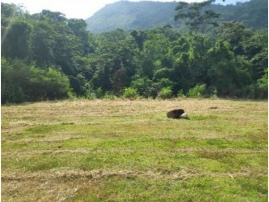 Imagem 5 do Leilão de Terreno - Pilar - Maricá/RJ