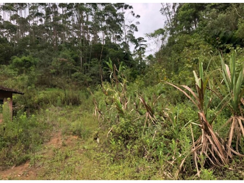 Imagem 9 do Leilão de Área Rural - Verava - Ibiúna/SP