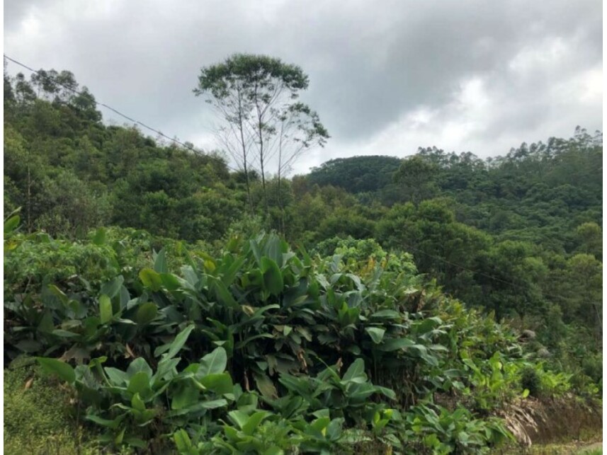 Imagem 8 do Leilão de Área Rural - Verava - Ibiúna/SP