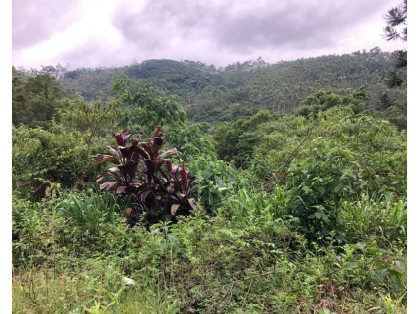 Imagem 5 do Leilão de Área Rural - Verava - Ibiúna/SP