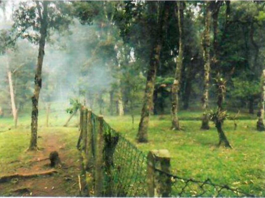 Imagem 11 do Leilão de Chácara - São Miguel - Campo Alegre/SC